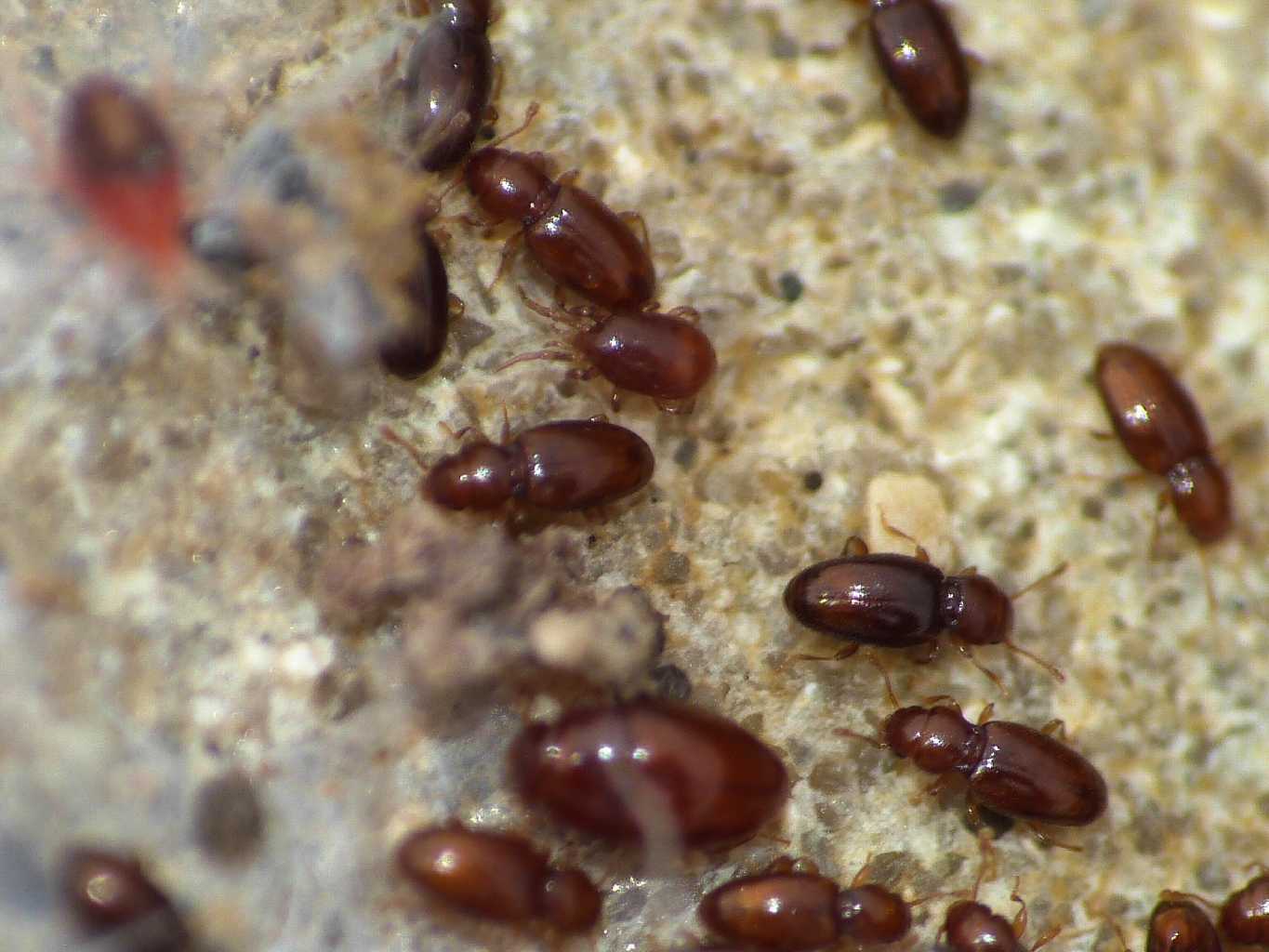 Acaro marrone (Mesostigmata) - Santa Severa (RM)